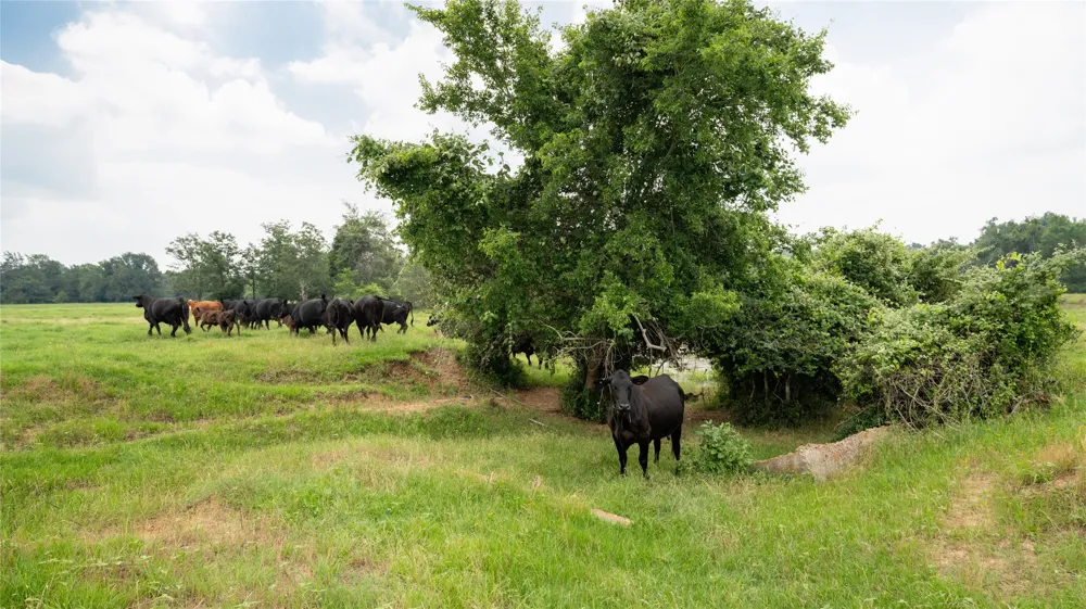 CR 316 Caldwell, TX 77836