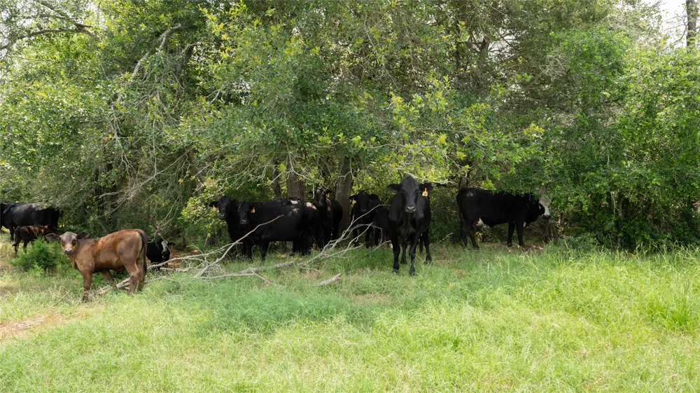 CR 316 Caldwell, TX 77836