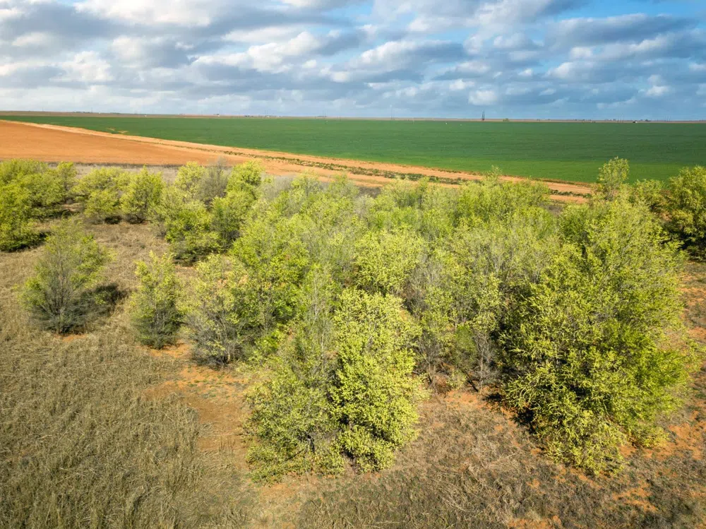 4101 Hawk Ropesville, TX 79358