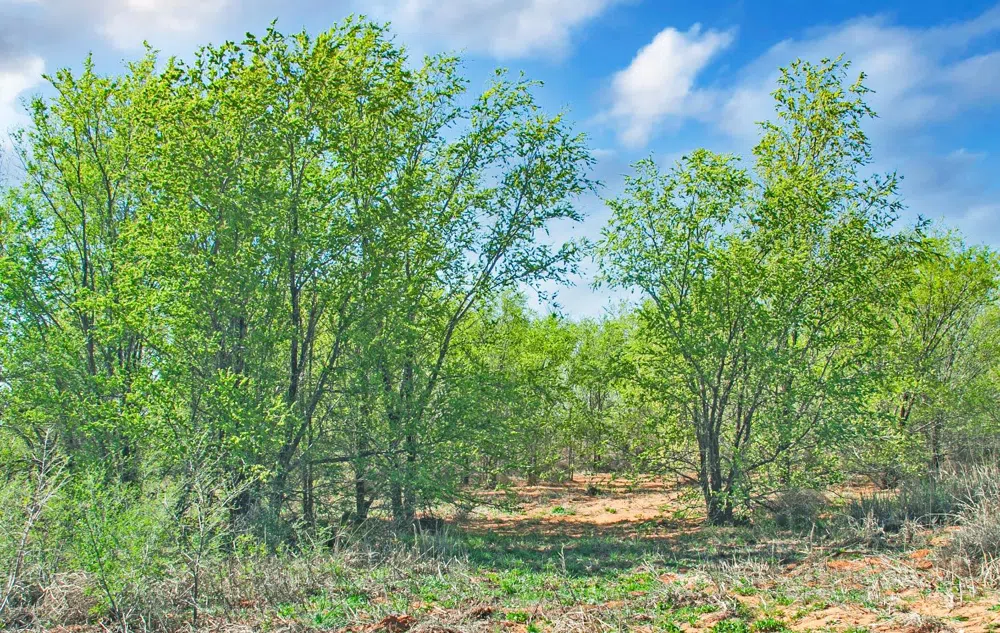 4101 Hawk Ropesville, TX 79358