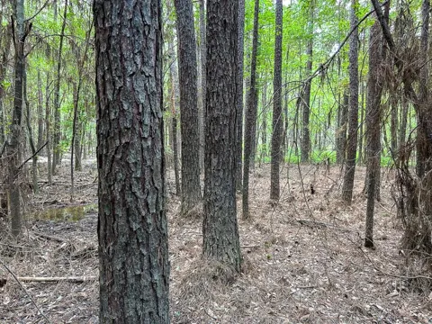 County Line Road