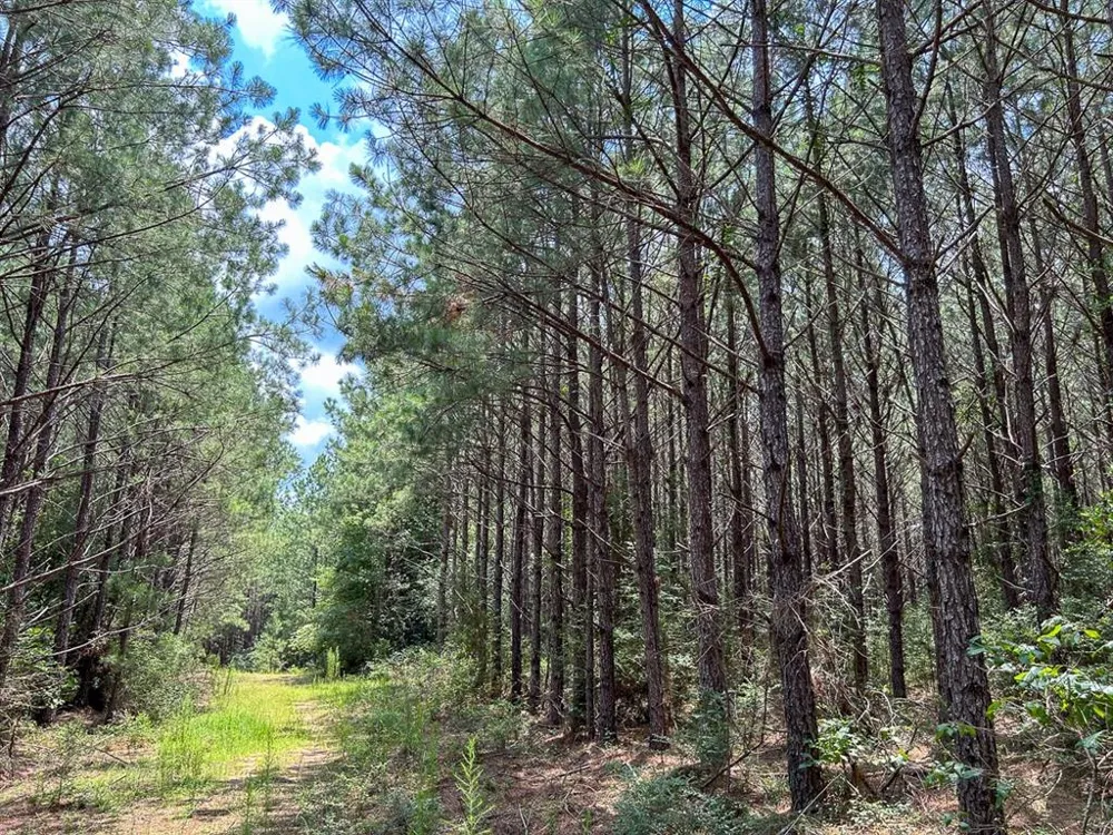 County Line Road Livingston, TX 77351