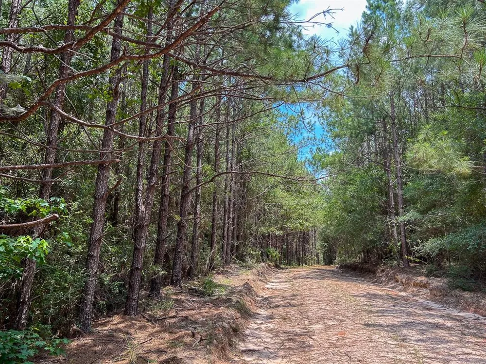 County Line Road Livingston, TX 77351