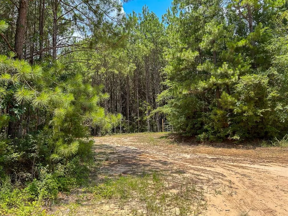 County Line Road Livingston, TX 77351