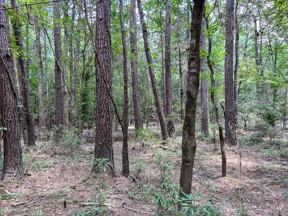 County Line Road Livingston, TX 77351