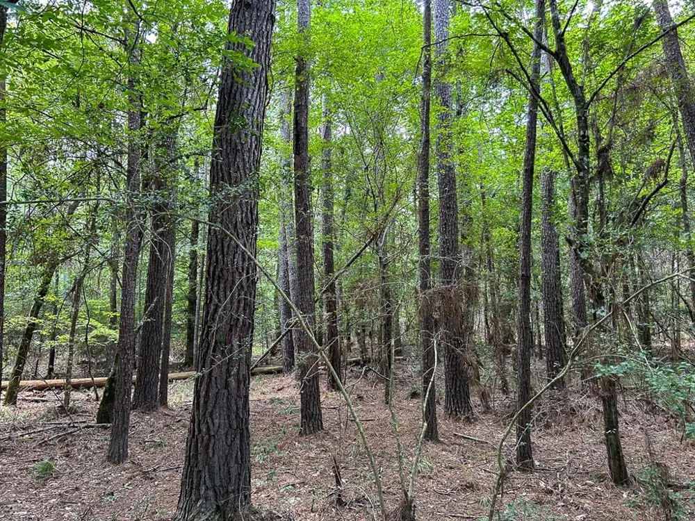 County Line Road Livingston, TX 77351