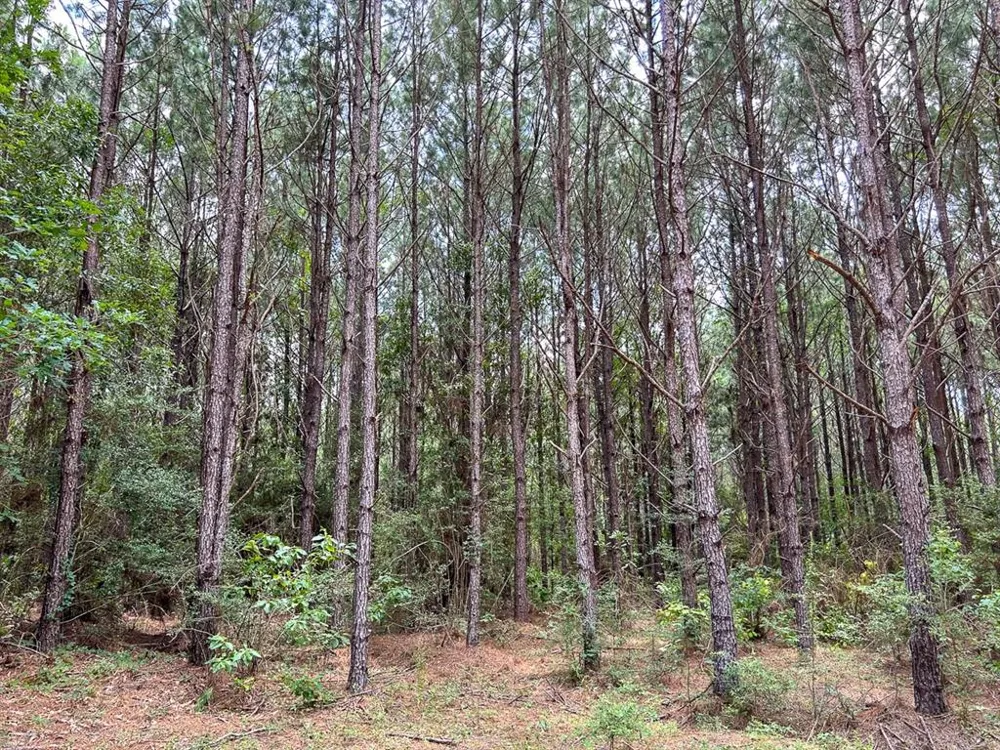 County Line Road Livingston, TX 77351
