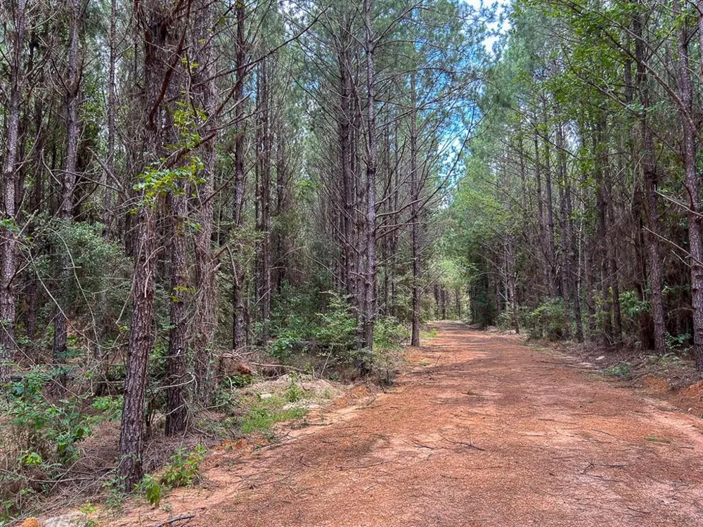County Line Road Livingston, TX 77351