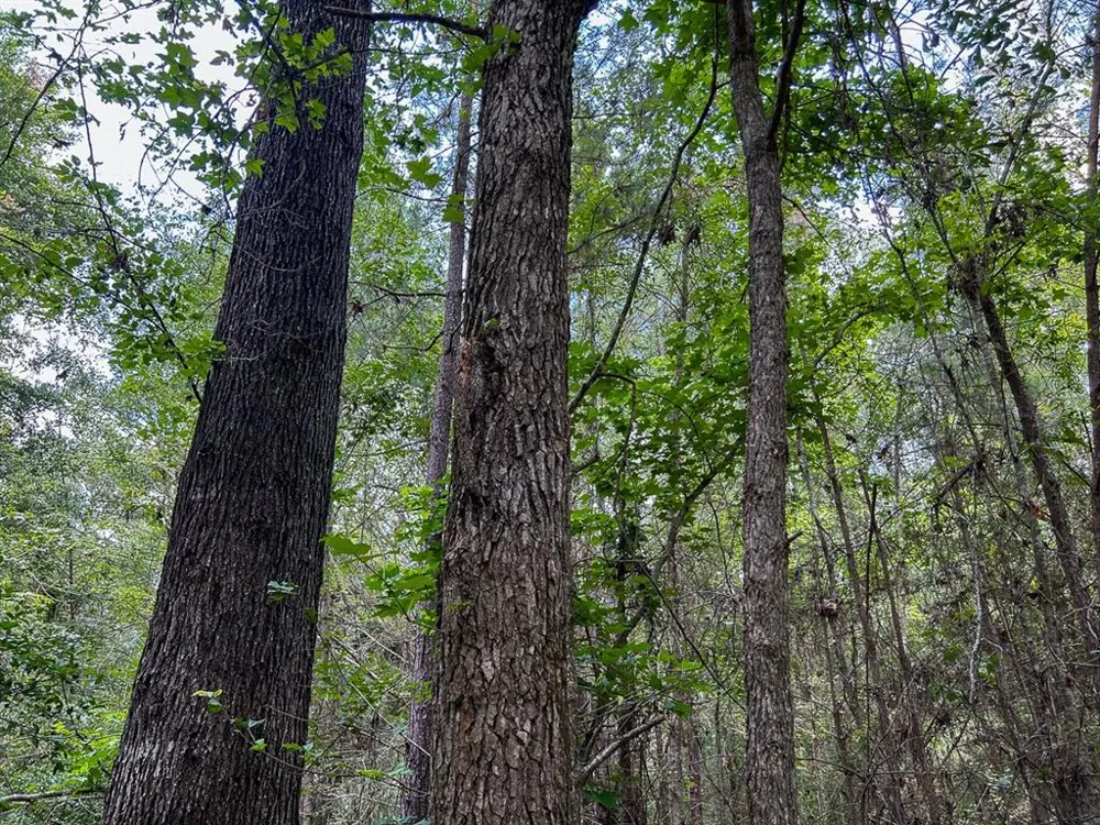 County Line Road Livingston, TX 77351