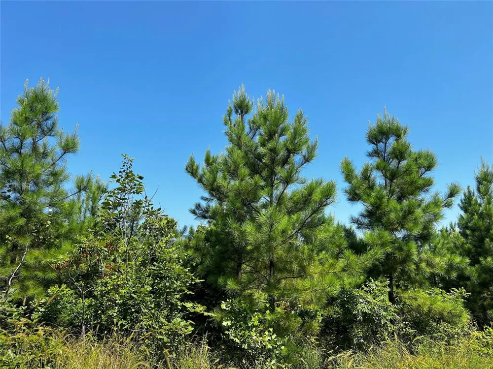 1 Carters Ferry Road Hemphill, TX 75959