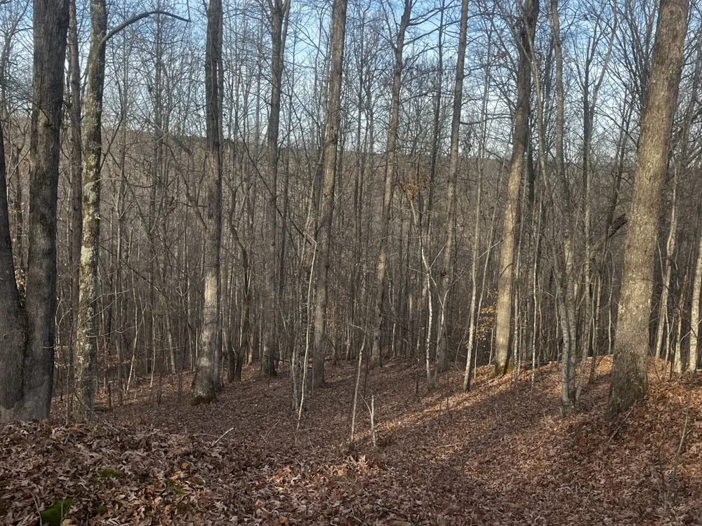 1 Old State Hwy 69 Sugar Tree, TN 38380