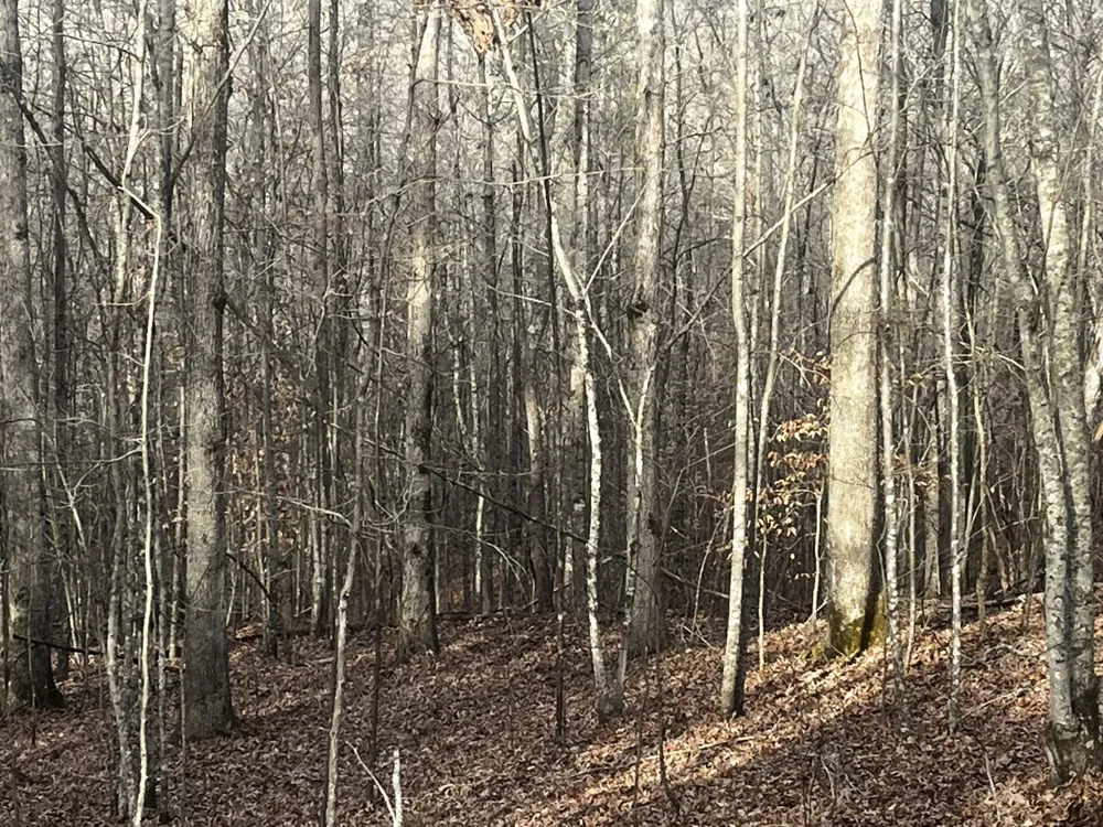 1 Old State Hwy 69 Sugar Tree, TN 38380