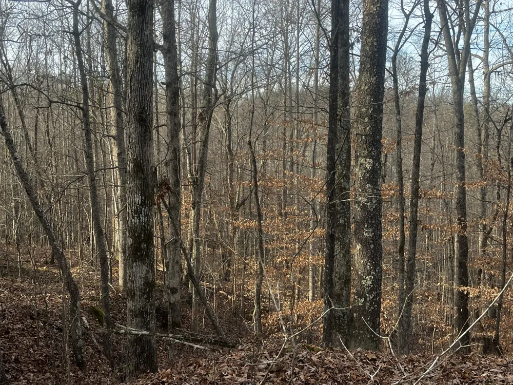 1 Old State Hwy 69 Sugar Tree, TN 38380