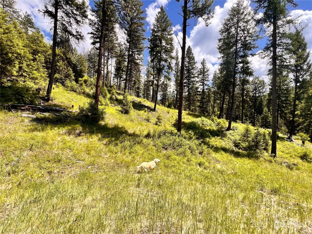 0 TBD Old Kettle Falls Road Republic, WA 99166