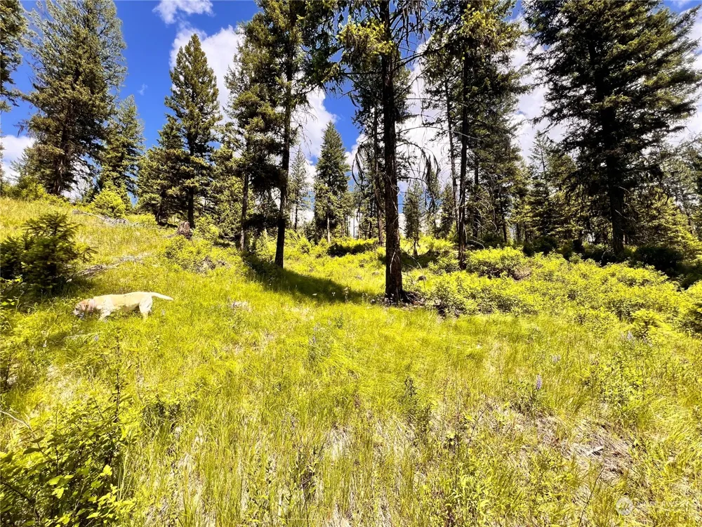 0 TBD Old Kettle Falls Road Republic, WA 99166