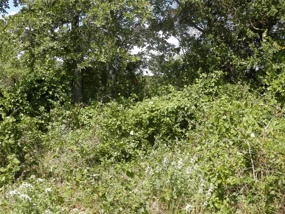 Cr-1560 Chico, TX 76431