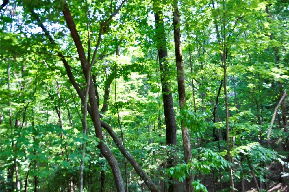 7097 Pine Knoll Big Canoe, GA 30143