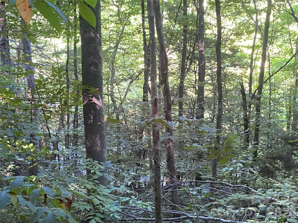 0000 Big Laurel Road Marshall, NC 28753