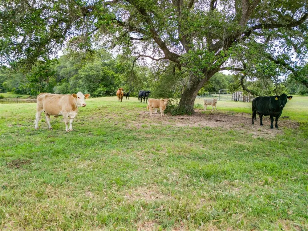 TBD 552.77 AC Eagle Lake, TX 77434