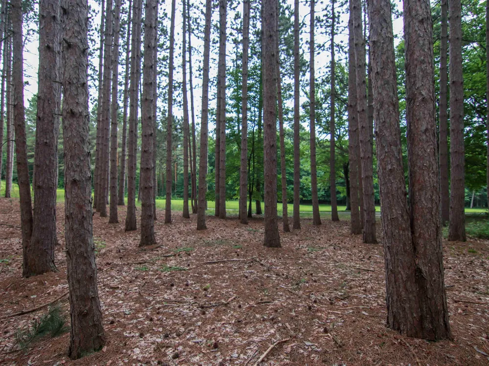 Trailside Drive Weldon Township, MI 49683