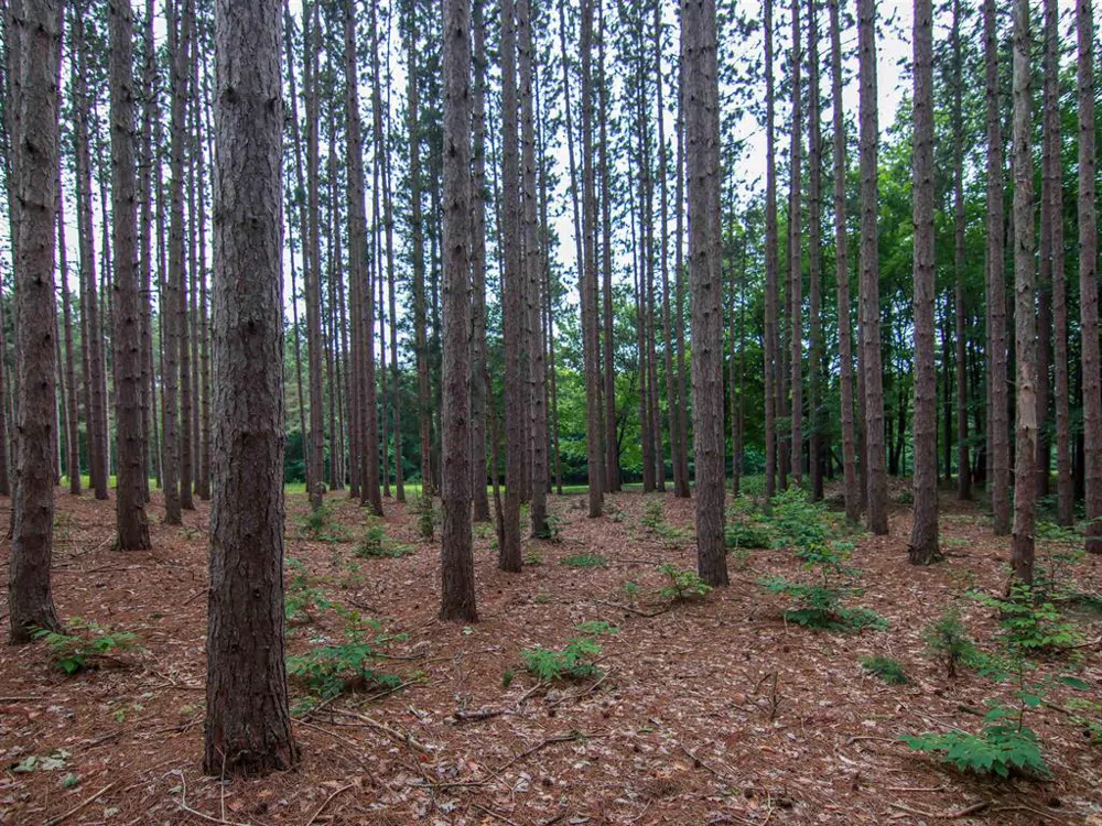Trailside Drive Weldon Township, MI 49683