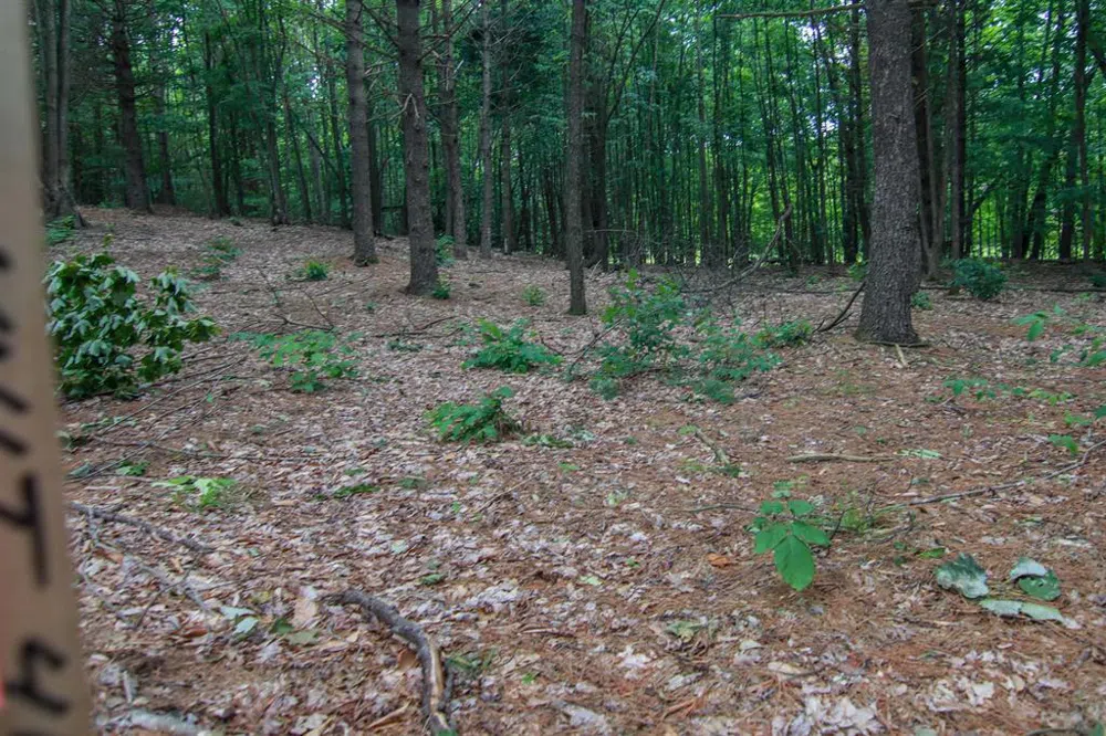 Trailside Drive Weldon Township, MI 49683