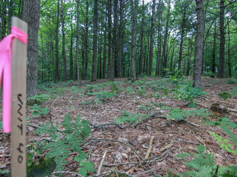 Trailside Drive Weldon Township, MI 49683