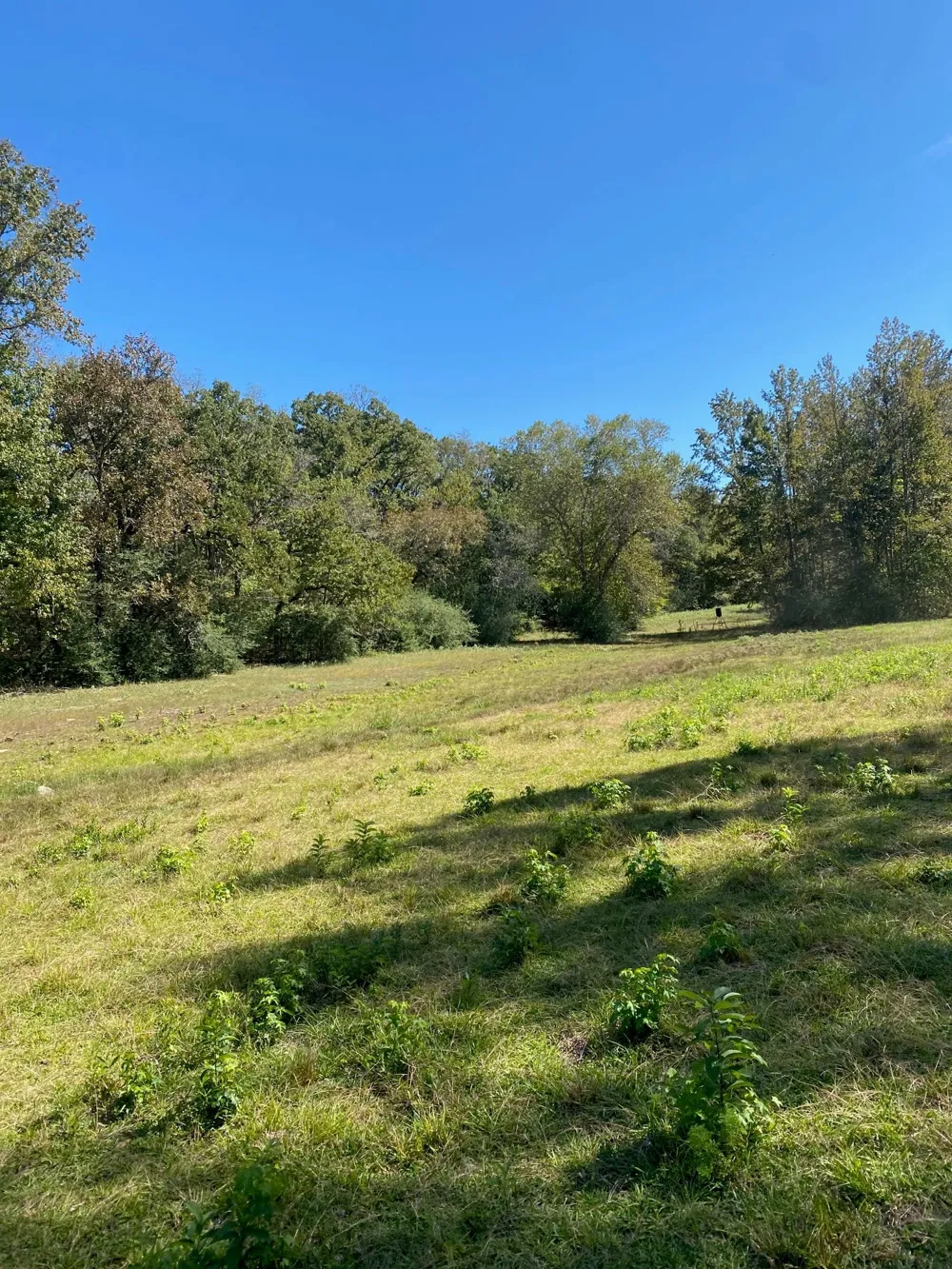 County Road 242 Oakwood, TX 75855