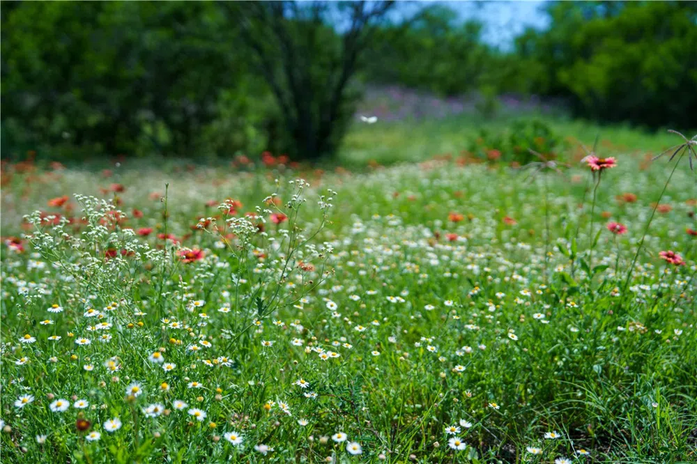 48 County Road 114 George West, TX 78022