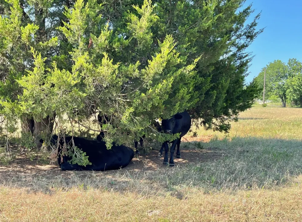299 Private Road 1452 Chico, TX 76431