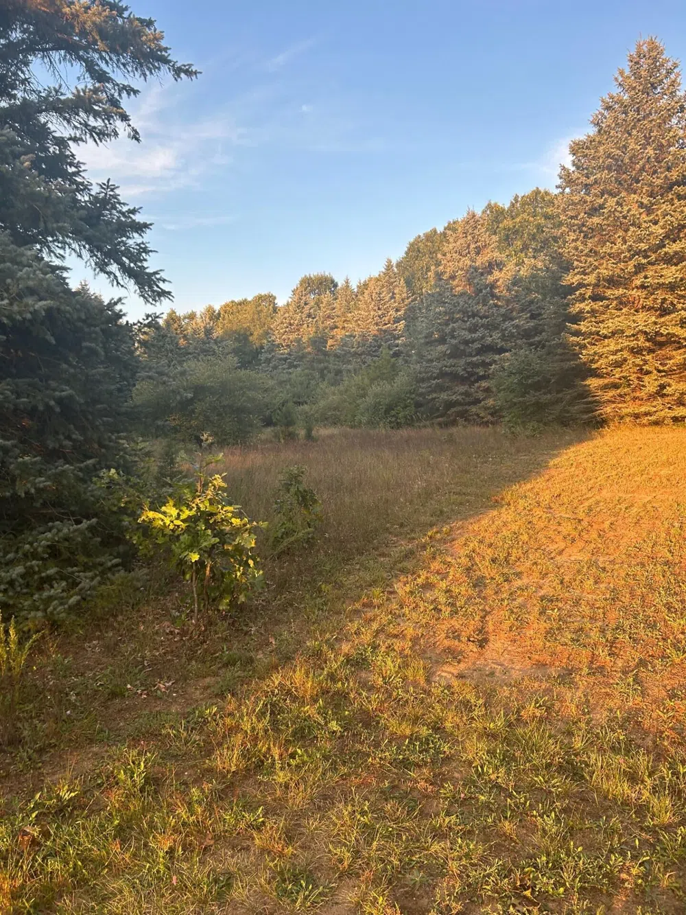 1894 State Road Ionia, MI 48846