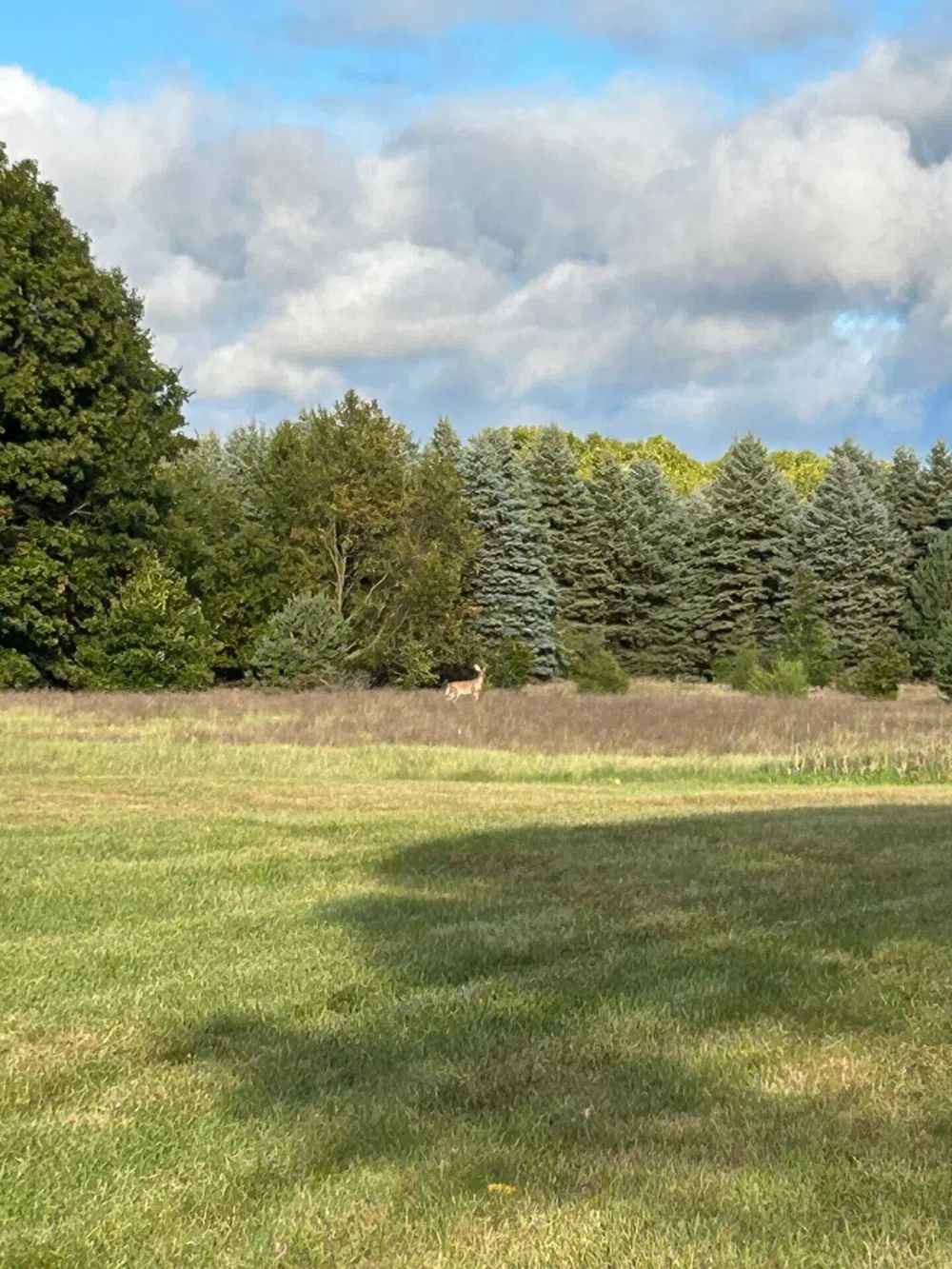 1894 State Road Ionia, MI 48846