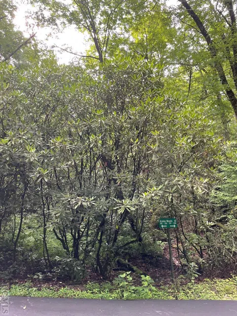 n/a Azalea Woods Drive