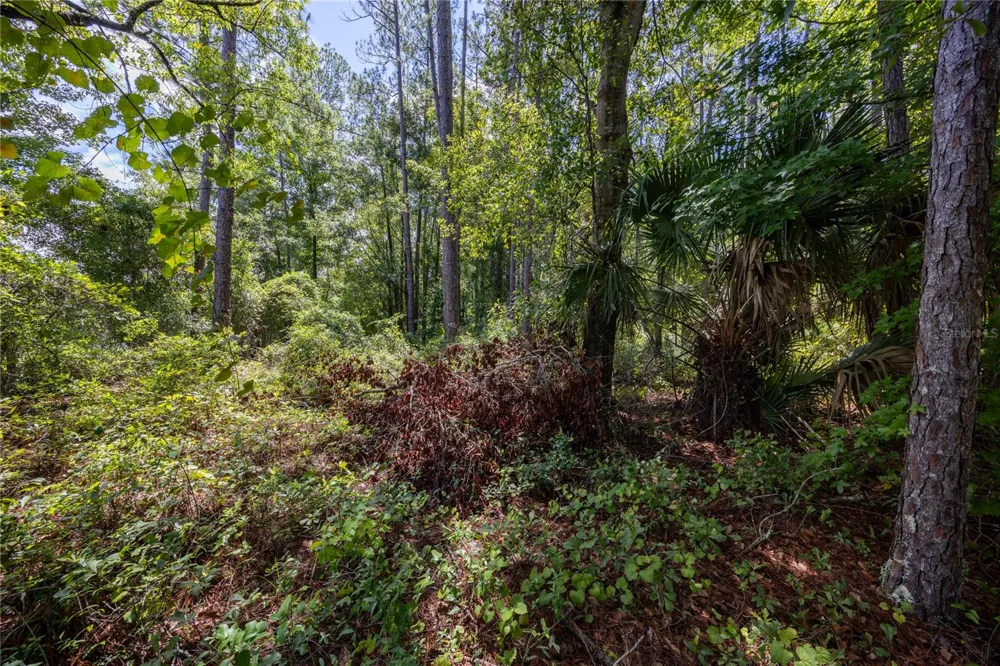 0 SE HAWTHORNE ROAD Hawthorne, FL 32640
