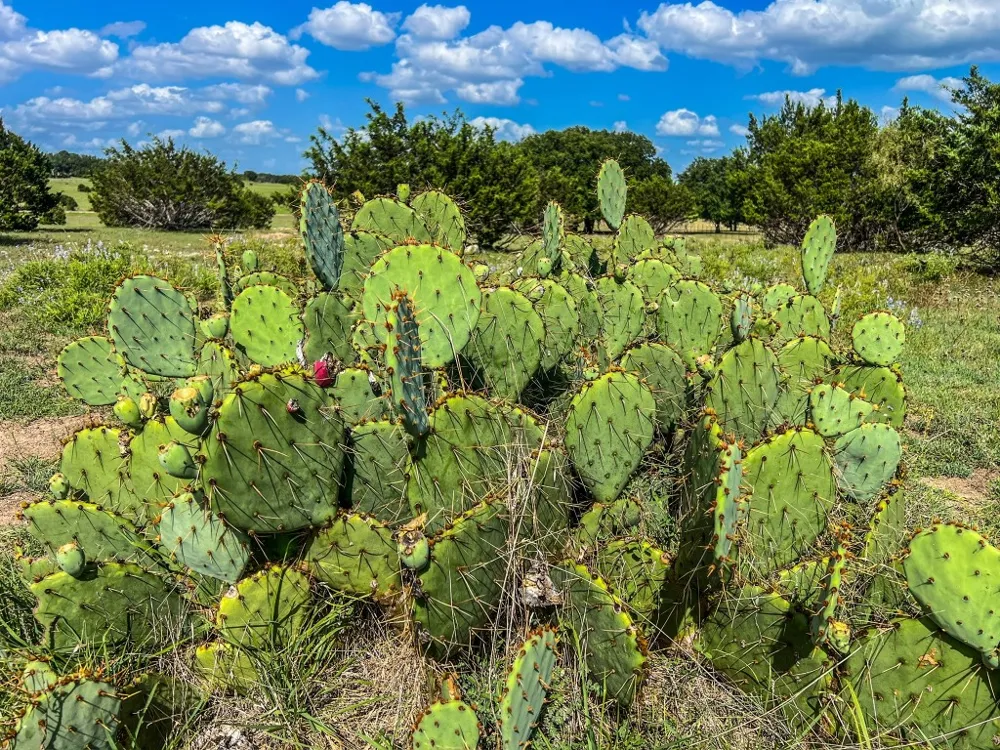 1220 County Road 225 Briggs, TX 78608
