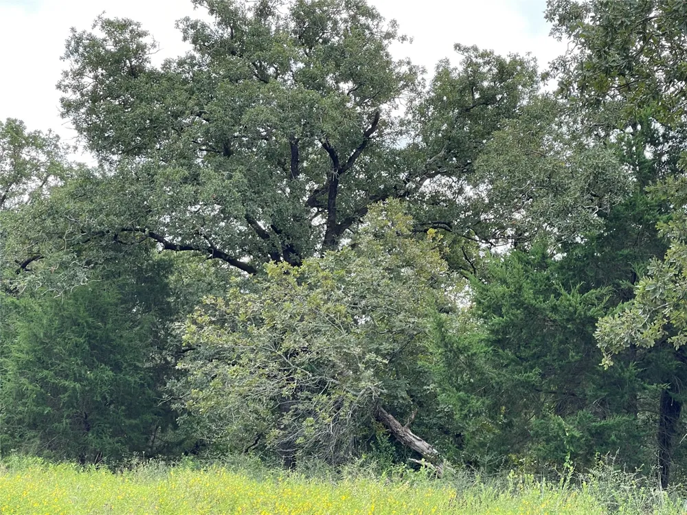 1300 Cypress Trail Loop Rockdale, TX 76567