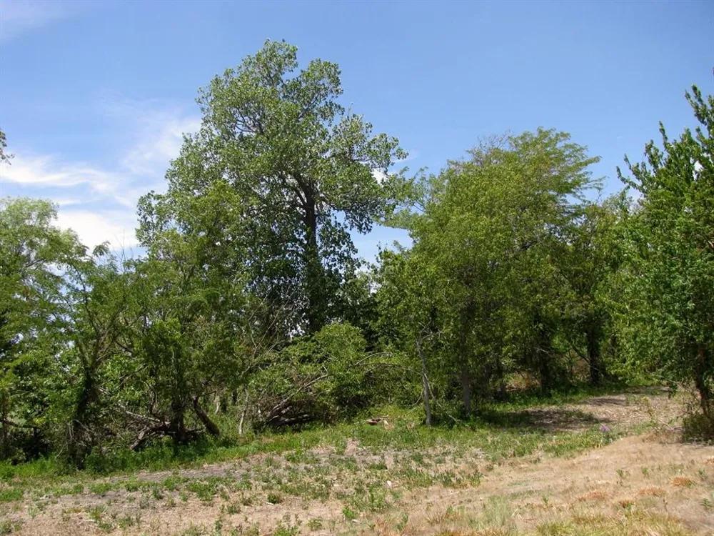 County Road 404 Hamilton, TX 76531