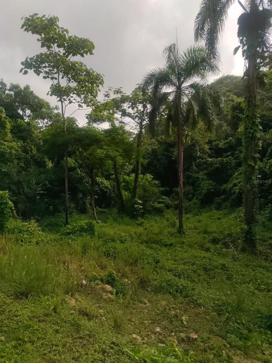CARR 821 KM 1.9 Corozal, PR 00783