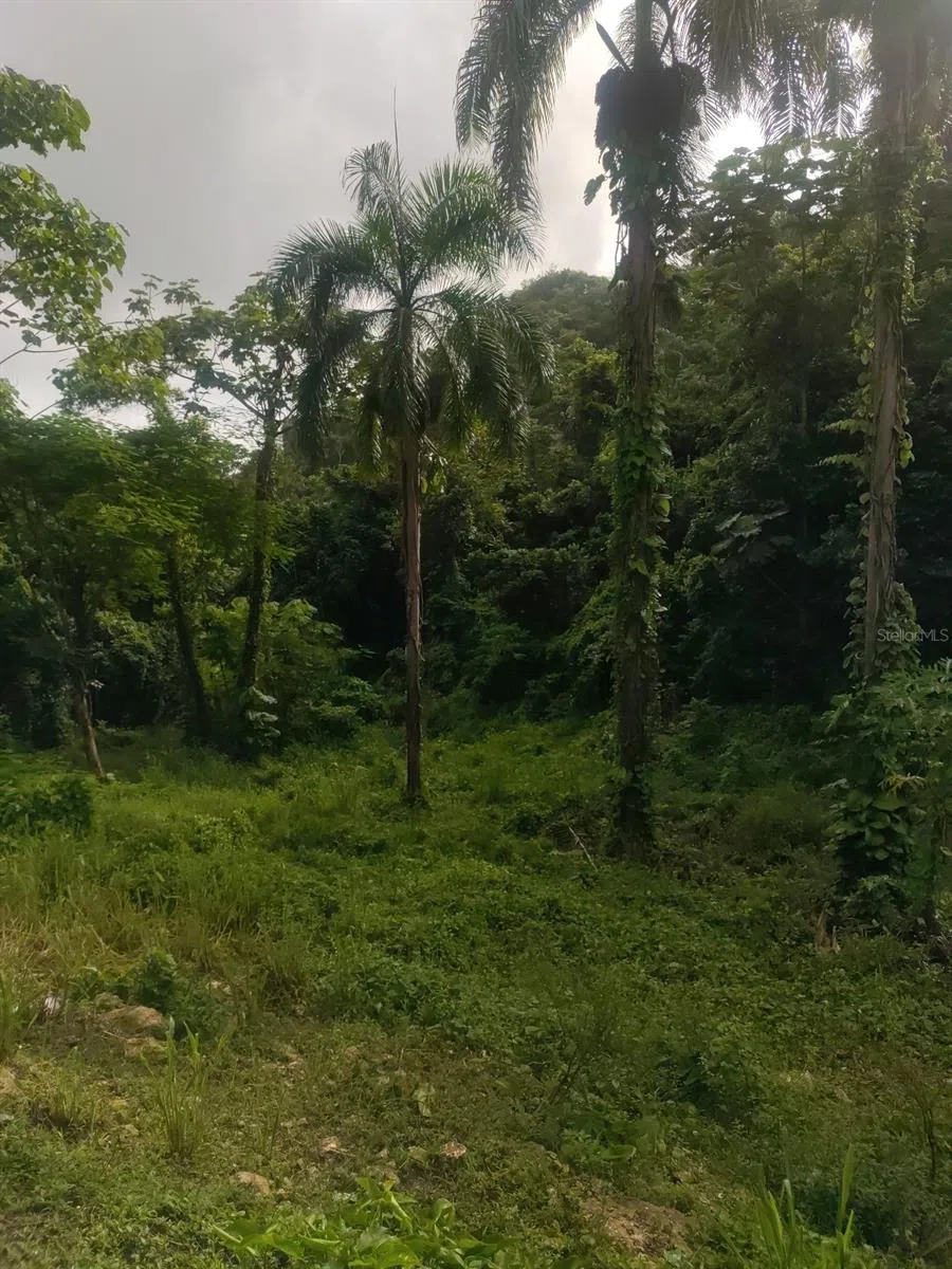CARR 821 KM 1.9 Corozal, PR 00783