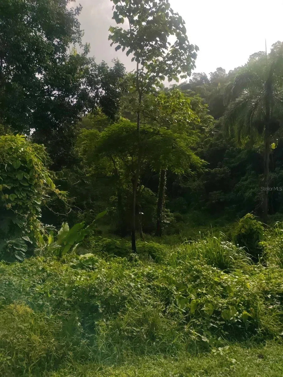 CARR 821 KM 1.9 Corozal, PR 00783