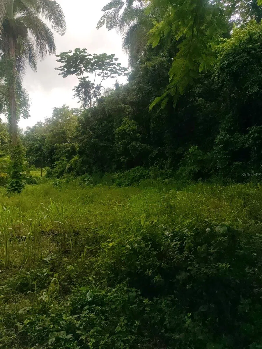 CARR 821 KM 1.9 Corozal, PR 00783