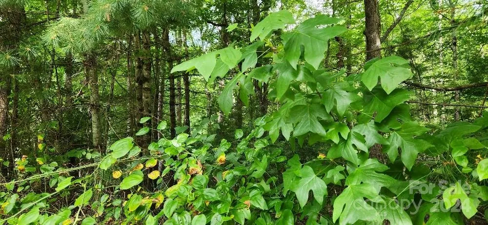 00000 Barebridge Drive #9 Burnsville, NC 28714