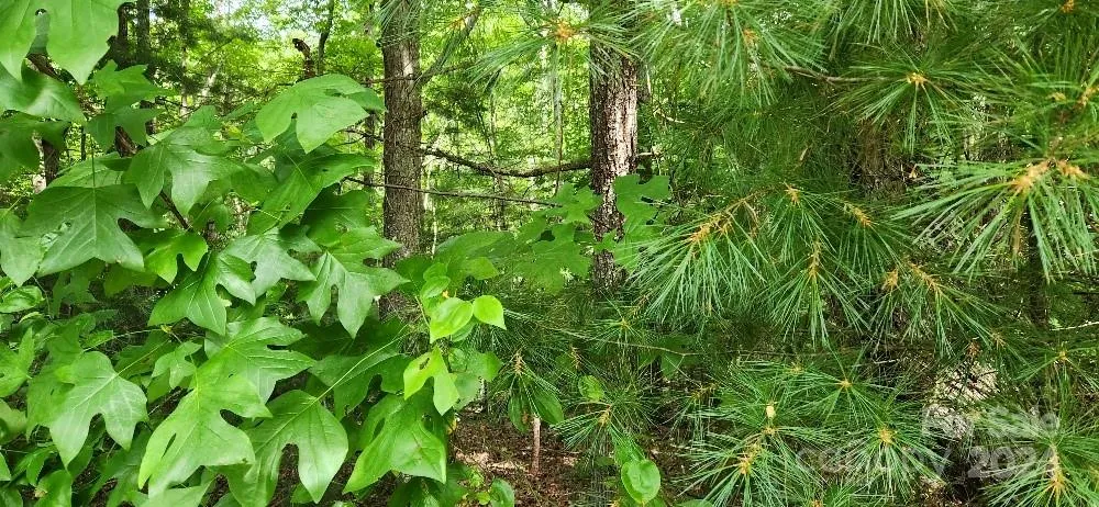 00000 Barebridge Drive #9 Burnsville, NC 28714