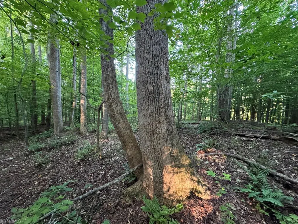 0 Candy Creek Road Reidsville, NC 27320