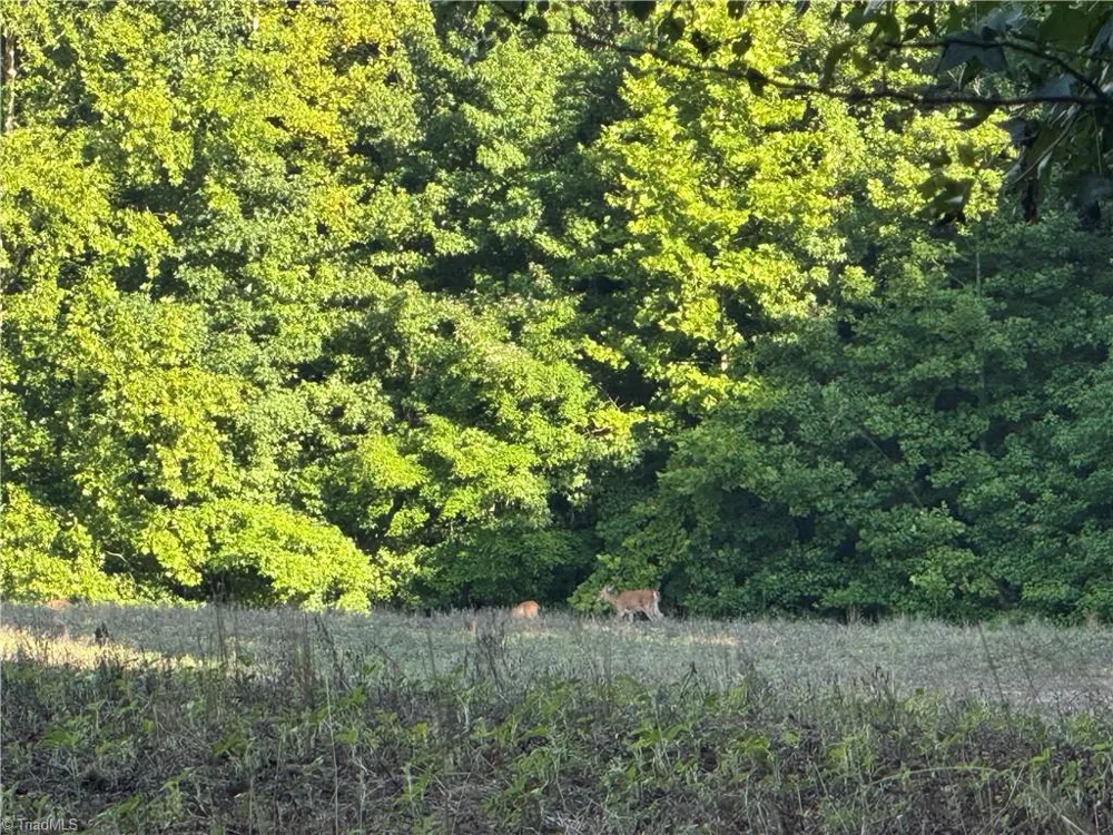 0 Candy Creek Road Reidsville, NC 27320