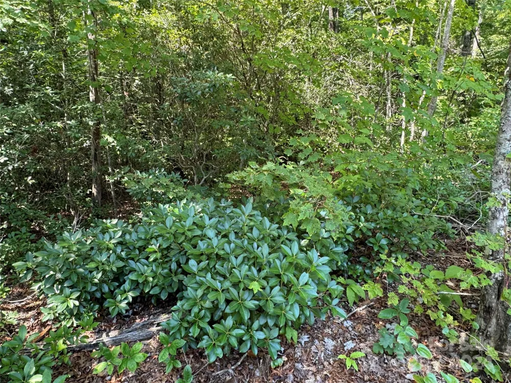 63 Cherry Cove Lane #3 Old Fort, NC 28762