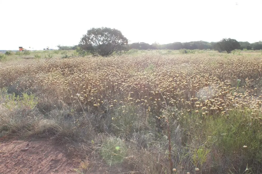 Us-83 Tuscola, TX 79562