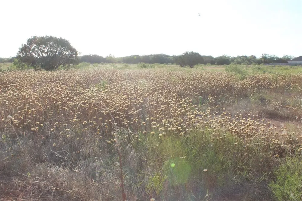 Us-83 Tuscola, TX 79562