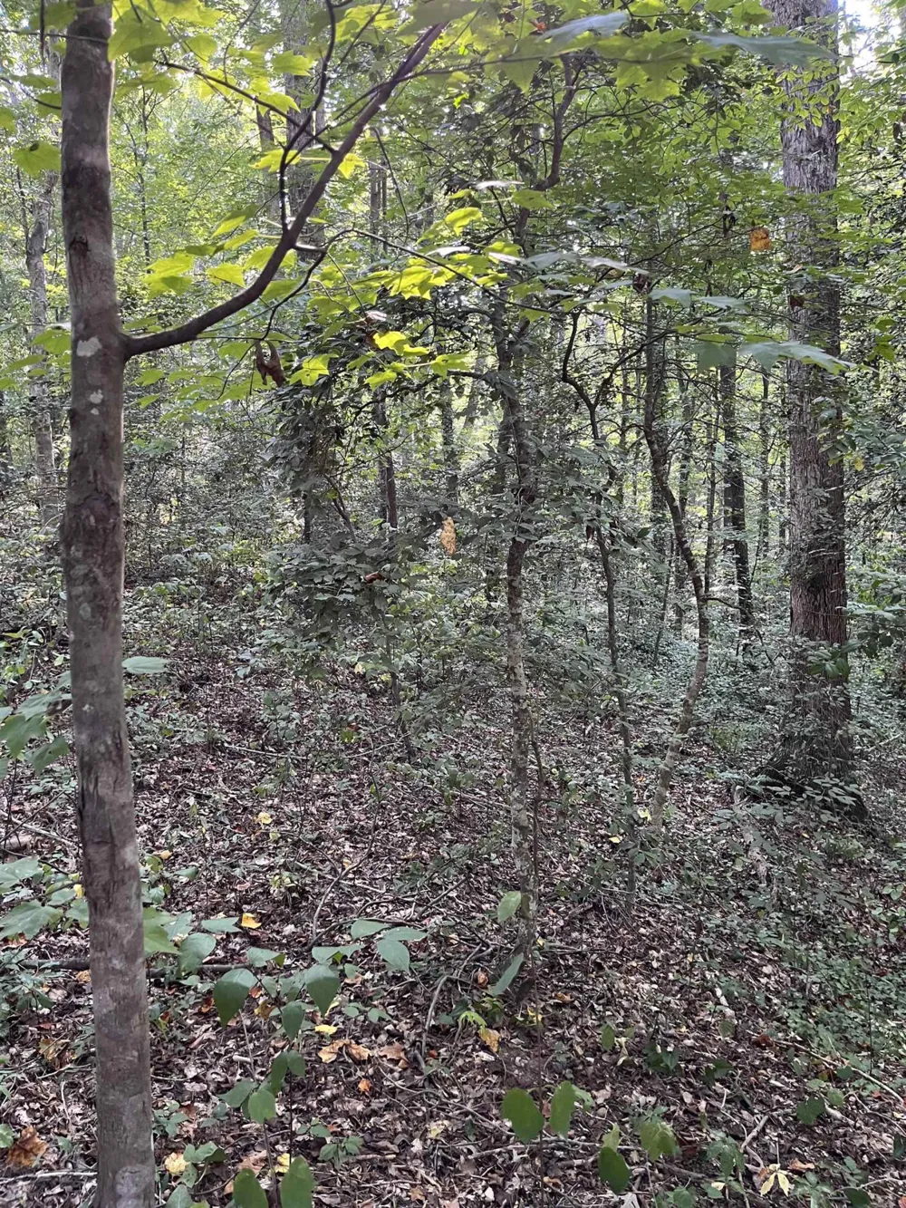 Tbd Country Canyon Drive Rockingham, NC 28379