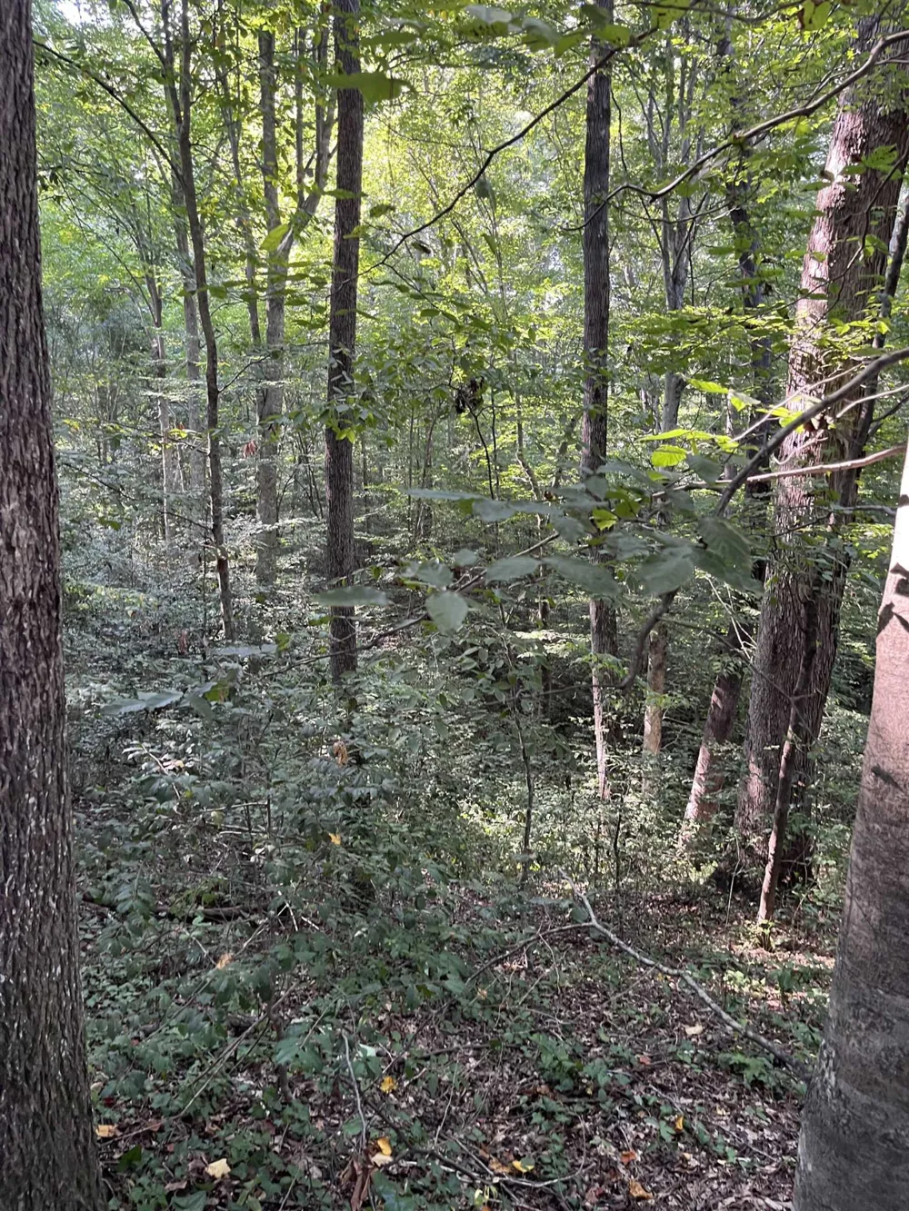 Tbd Country Canyon Drive Rockingham, NC 28379